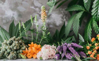 Comment choisir les meilleures fleurs de CBD pour une consommation optimale